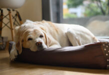 Dog-Human Bonding Guide